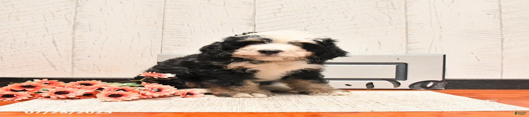 Milo