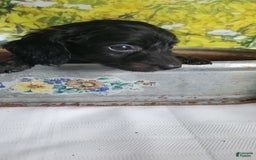 Miniature Dachshund dogs for sale: Brenda - Image 2