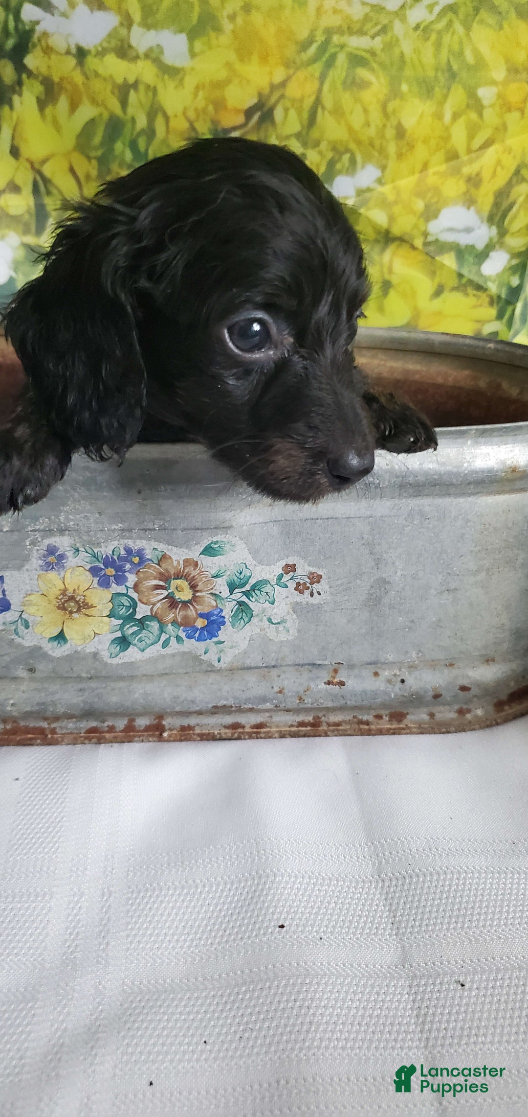 Miniature Dachshund dogs for sale: Brenda - Image 2