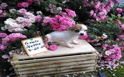 Chihuahua dogs for sale: Nettie - Image 2