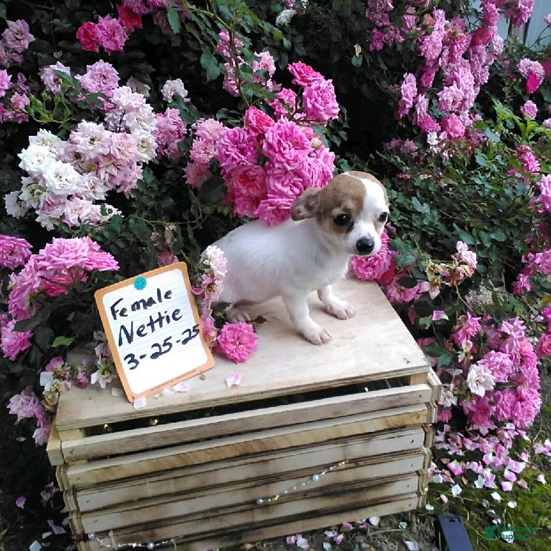 Chihuahua dogs for sale: Nettie - Image 2