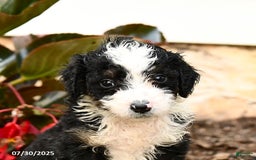 Mini Bernedoodle dogs for sale: Cinnamon - Image 4