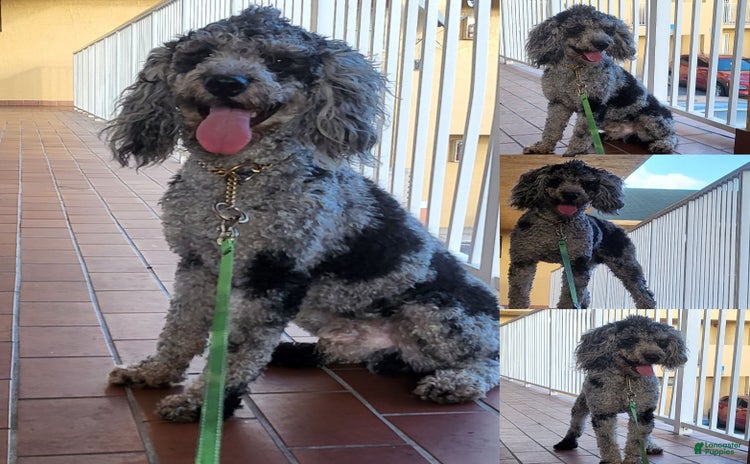 Mini Goldendoodle dogs for sale - Ad 2