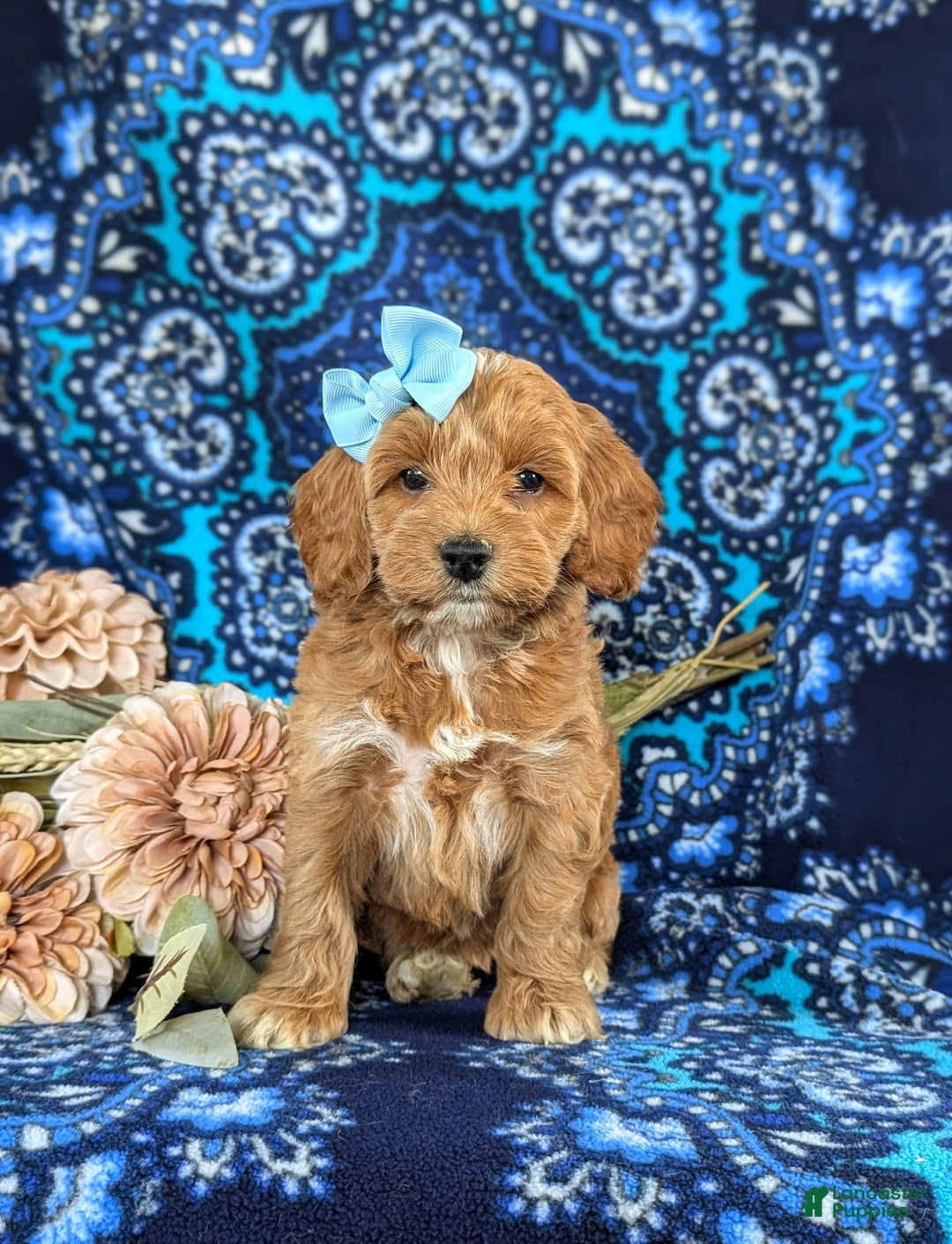 Cockapoo dogs for sale: Dustee - Image 2