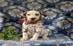 Dalmatian dogs for sale: Langley Liver - Image 1