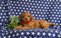 Cockapoo dogs for sale: Fitzgerald - Image 3