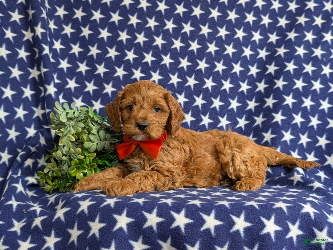 Cockapoo dogs for sale: Fitzgerald - Image 3