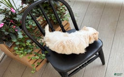Shih Tzu dogs for sale: Larson - Image 7