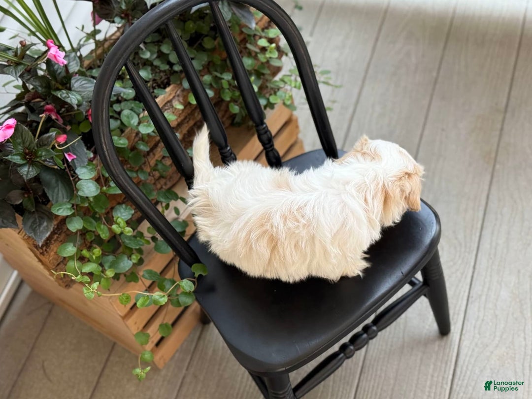 Shih Tzu dogs for sale: Larson - Image 7