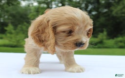 Cocker Spaniel dogs for sale: Sage - Image 6