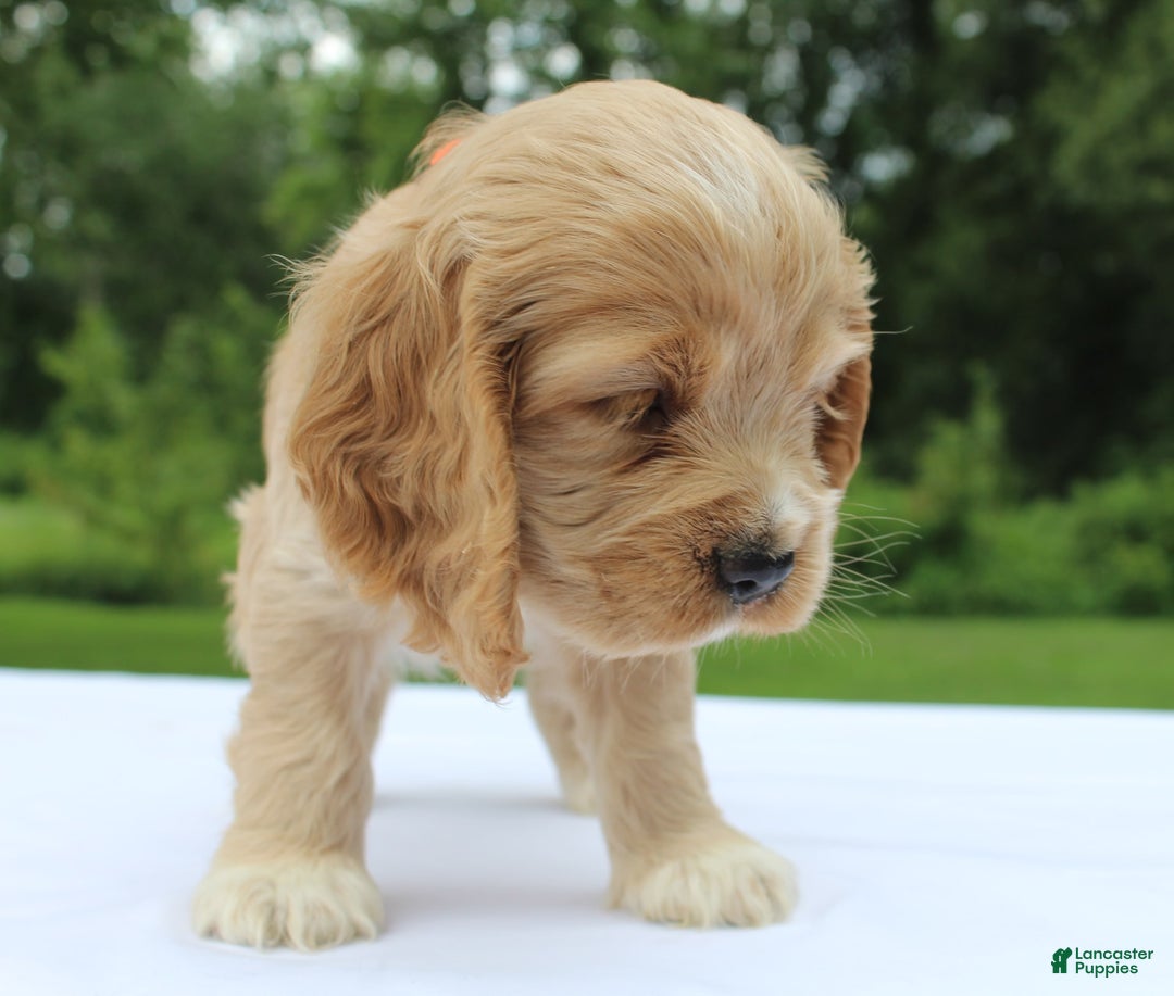 Cocker Spaniel dogs for sale: Sage - Image 6