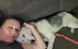 Gerberian Shepsky dogs for sale: Sheba - Image 9