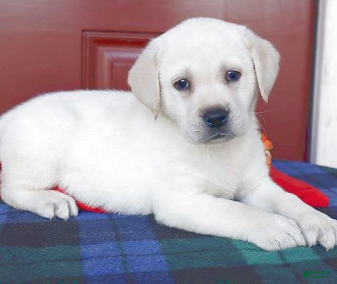 Labrador Retriever dogs for sale: Gemma - Champ Lines - Image 1