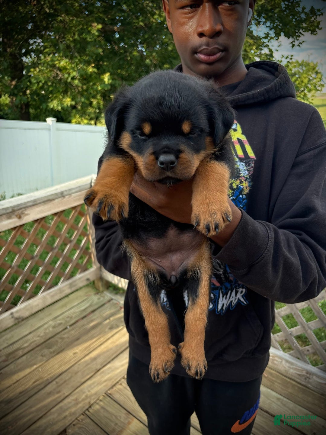 Rottweiler dogs for sale: Pink Female - Image 2