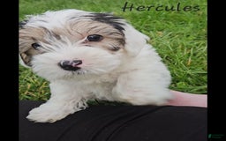 Morkie dogs for sale: Hercules - Image 9