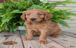 Goldendoodle dogs for sale: Flip - Image 36