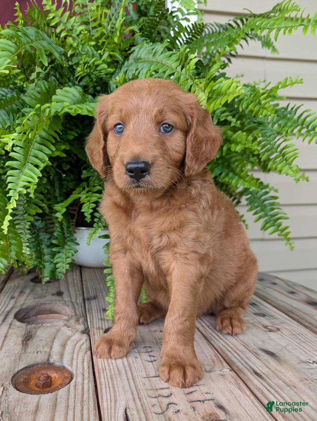 Goldendoodle dogs for sale: Flip - Image 36