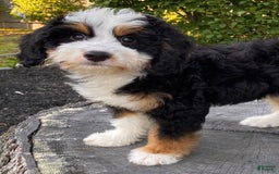 Mini Bernedoodle dogs for sale: 💜 Boston Ma 💜 Mini Bernedoodle - Image 12