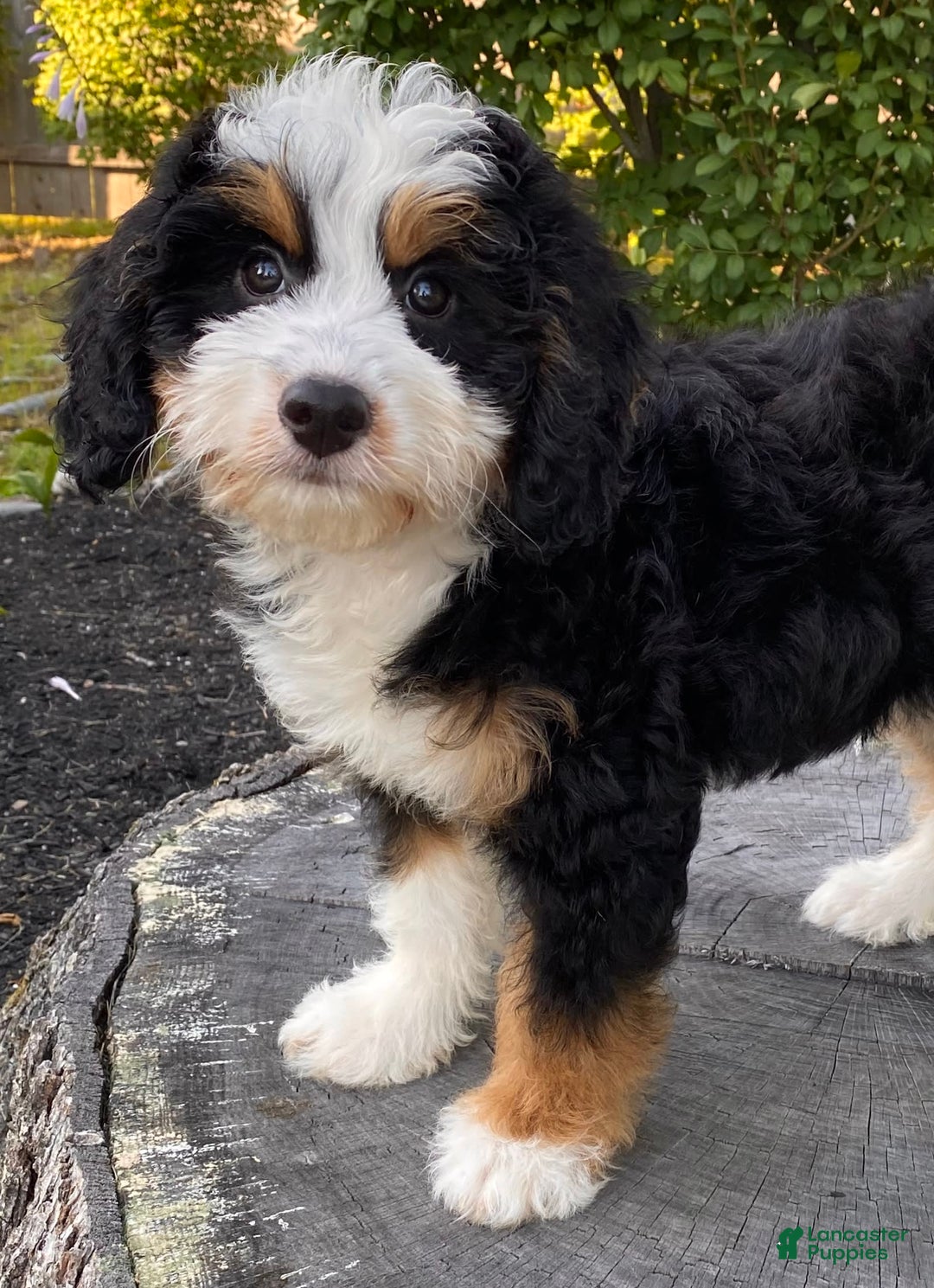 Mini Bernedoodle dogs for sale: 💜 Boston Ma 💜 Mini Bernedoodle - Image 12