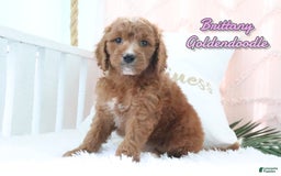 Goldendoodle dogs for sale: Brittany - Image 1