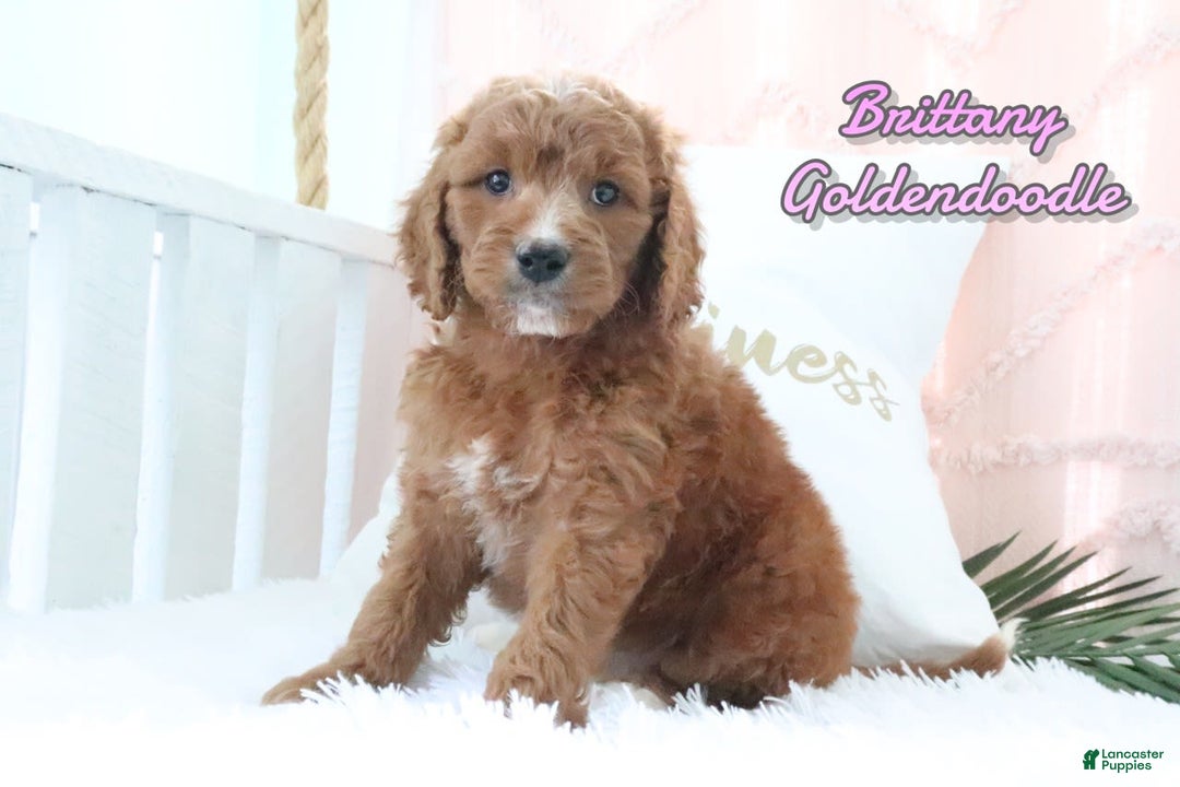 Goldendoodle dogs for sale: Brittany - Image 1
