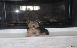Yorkshire Terrier dogs for sale: Polly - Image 3