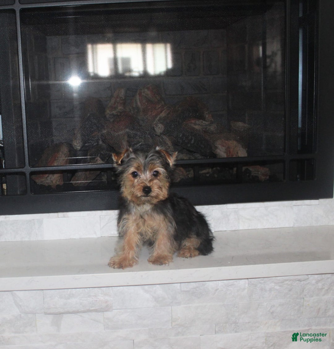 Yorkshire Terrier dogs for sale: Polly - Image 3