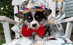 Welsh Corgi Pembroke dogs for sale: Jimmy - Image 3