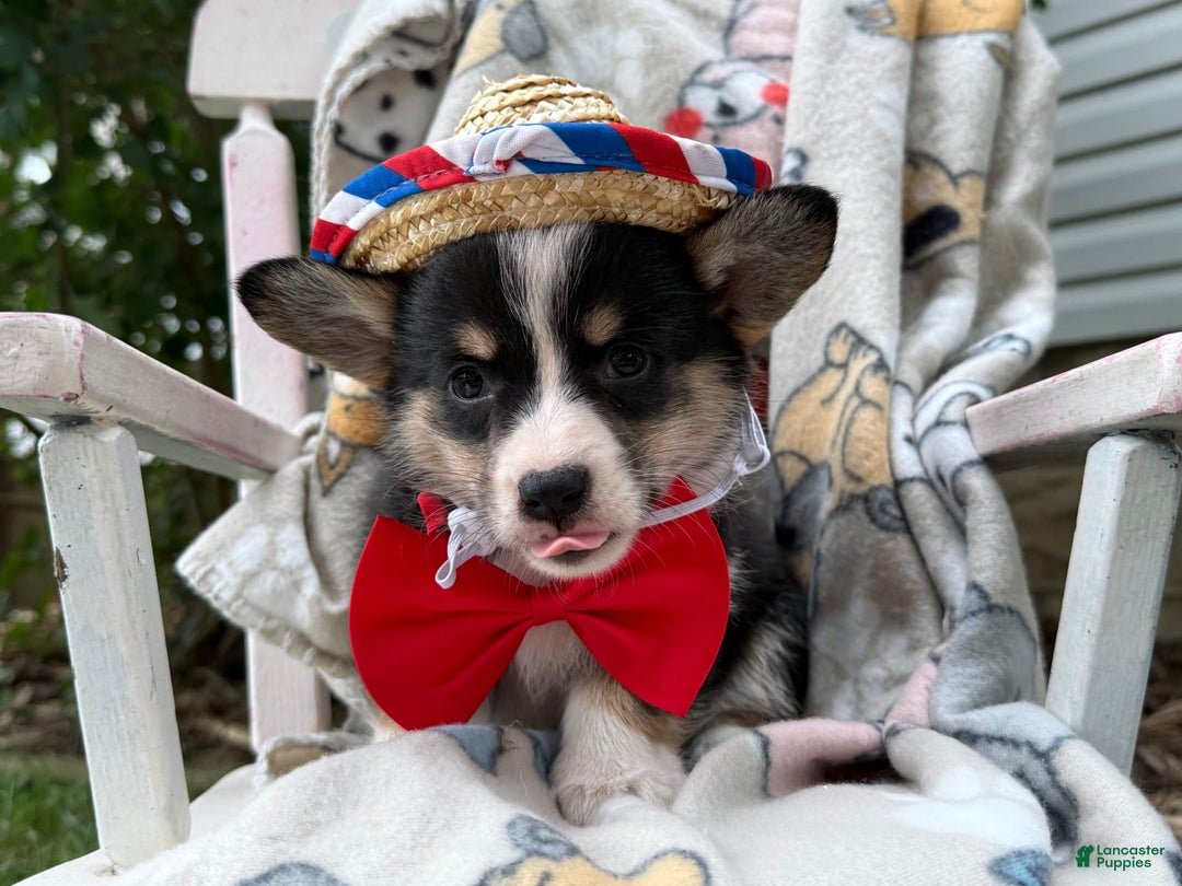 Welsh Corgi Pembroke dogs for sale: Jimmy - Image 3