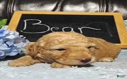 Mini Goldendoodle dogs for sale: Bear - Image 1