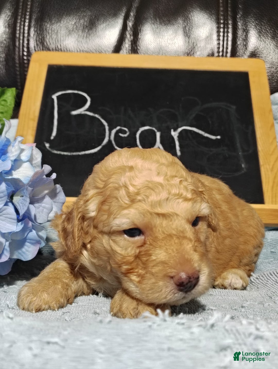 Mini Goldendoodle dogs for sale: Bear - Image 1