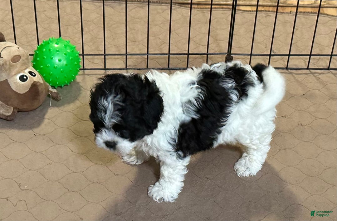 Shihpoo dogs for sale: Oscar - Image 7