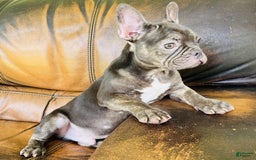 French Bulldog dogs for sale: Buddy - Image 13