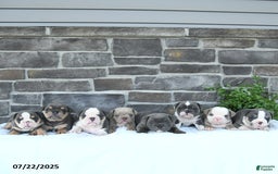 Olde English Bulldogge dogs for sale: Connie - Image 3