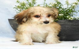 Havapoo dogs for sale: Owen - Image 6