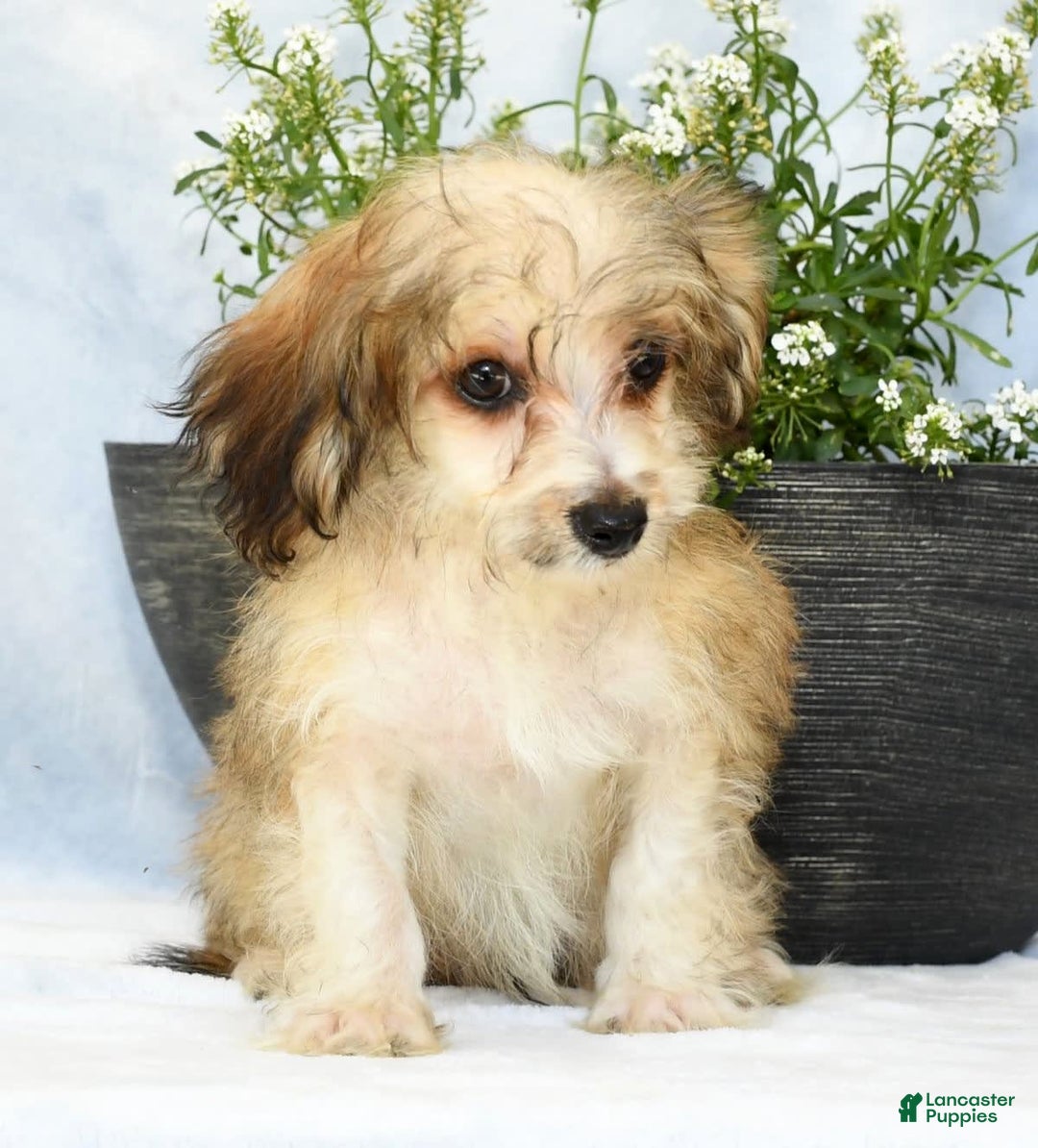 Havapoo dogs for sale: Owen - Image 6