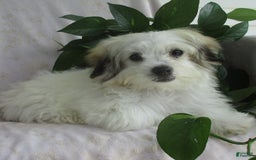 Morkie dogs for sale: Oliver - Image 5