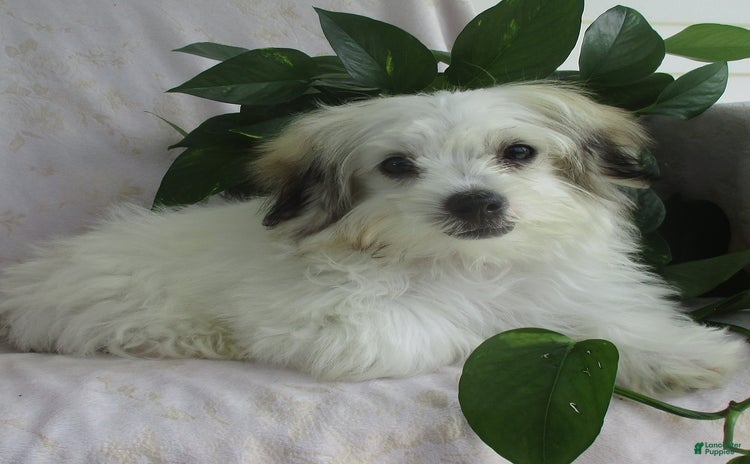Morkie dogs for sale - Ad 1