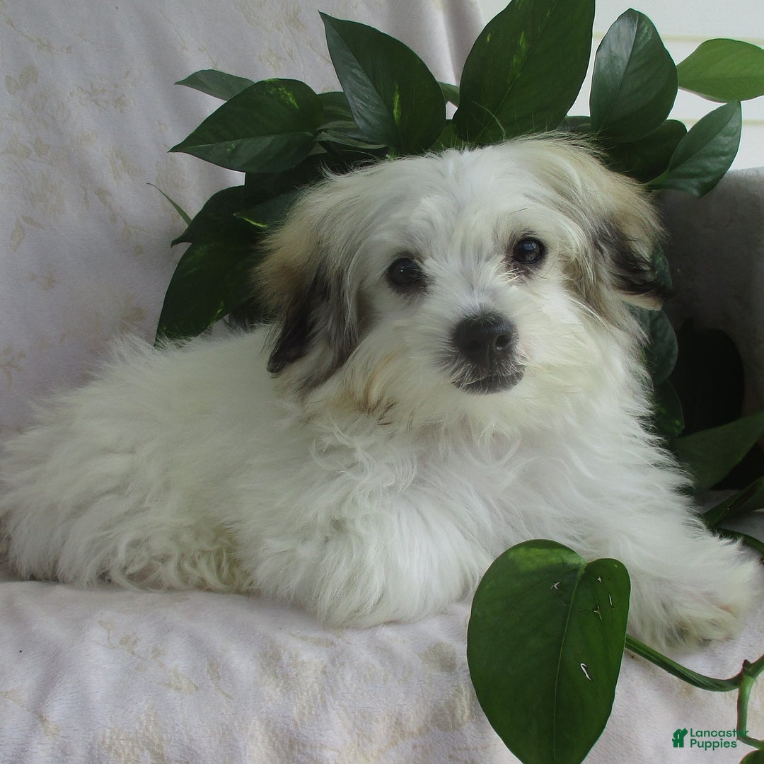 Morkie dogs for sale: Oliver - Image 5