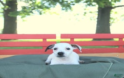 Jack Russell Terrier dogs for sale: Tia - Image 2