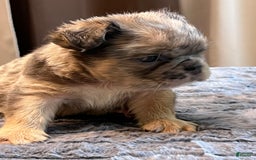 English Bulldog dogs for sale: Little Fluff - Image 3