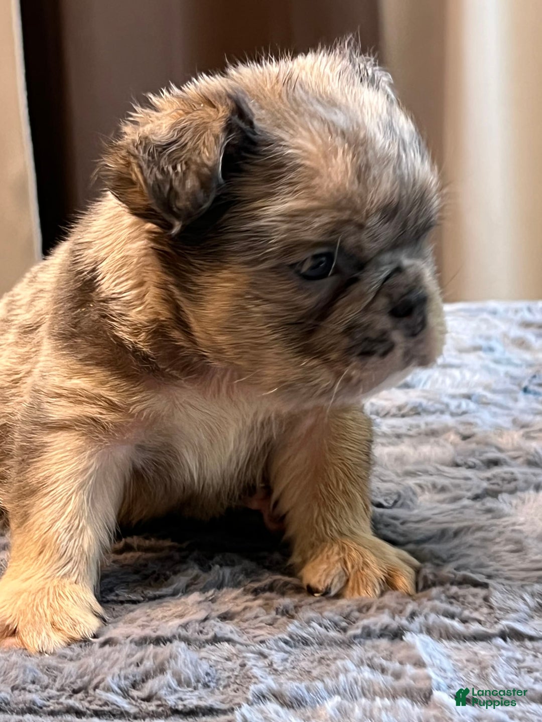 English Bulldog dogs for sale: Little Fluff - Image 3