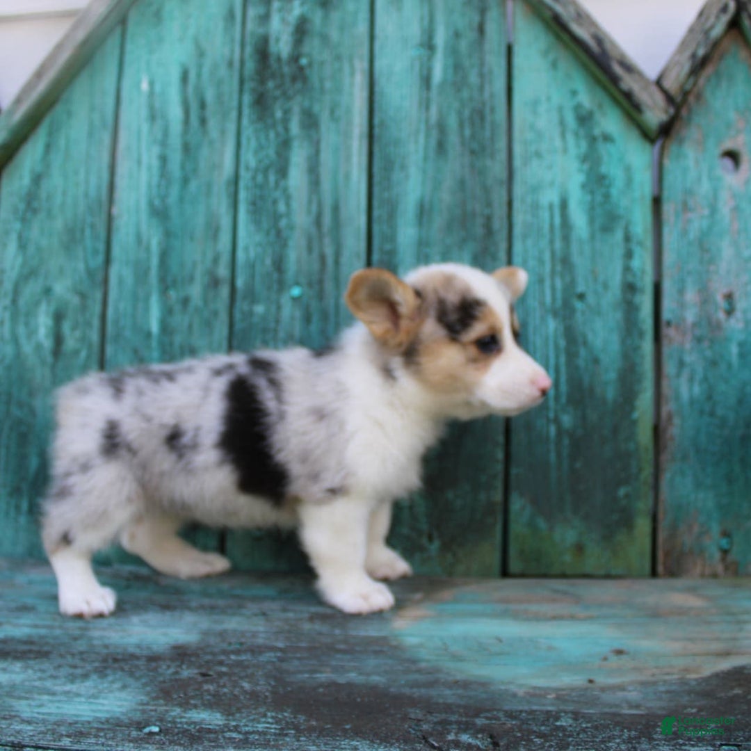 Welsh Corgi Pembroke dogs for sale: Luna - Image 6