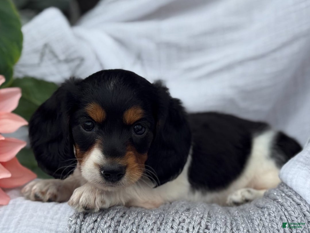 Miniature Dachshund dogs for sale: Ladybug - Image 1