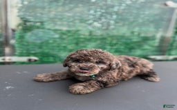 Toy Poodle dogs for sale: Merle toy poodle - Image 2