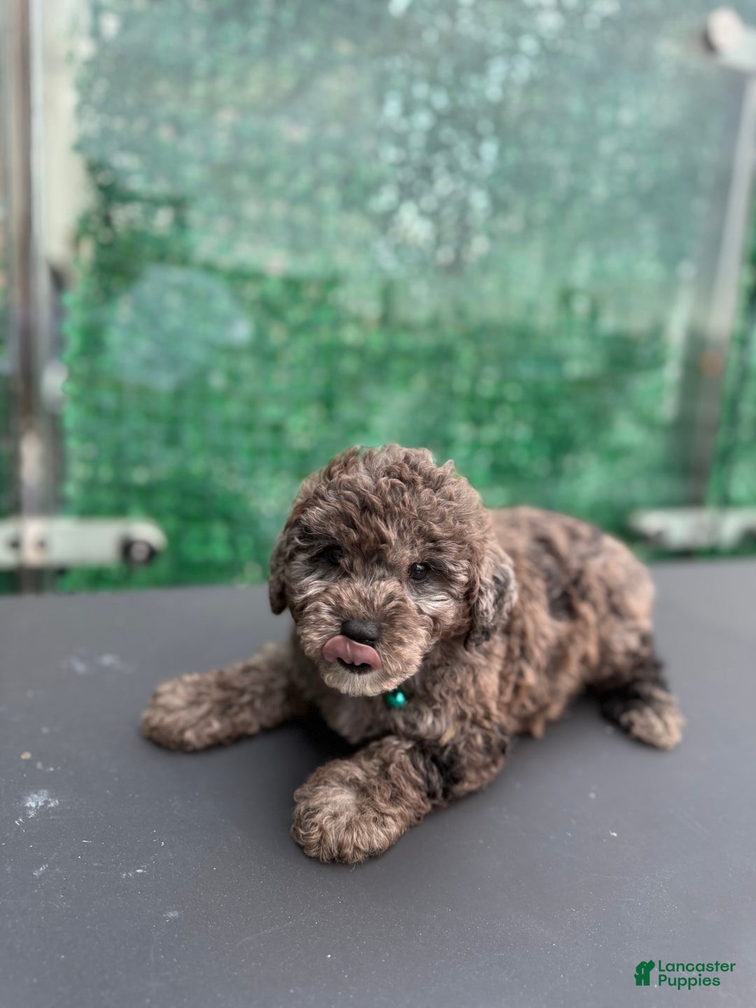 Toy Poodle dogs for sale: Merle toy poodle - Image 2