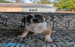 American Bulldog dogs for sale: Male 1 - Image 1