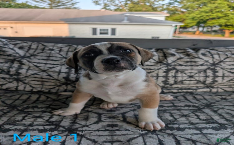 American Bulldog dogs - Advert 11