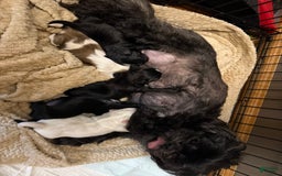 Shih Tzu dogs for sale: Stella Pups - Image 3