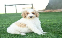 Standard Poodle dogs for sale: Clementine - Image 2